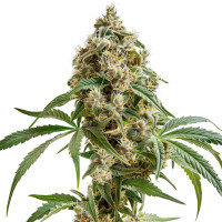 Biscotti Auto | Cannabis Seeds by Azarius