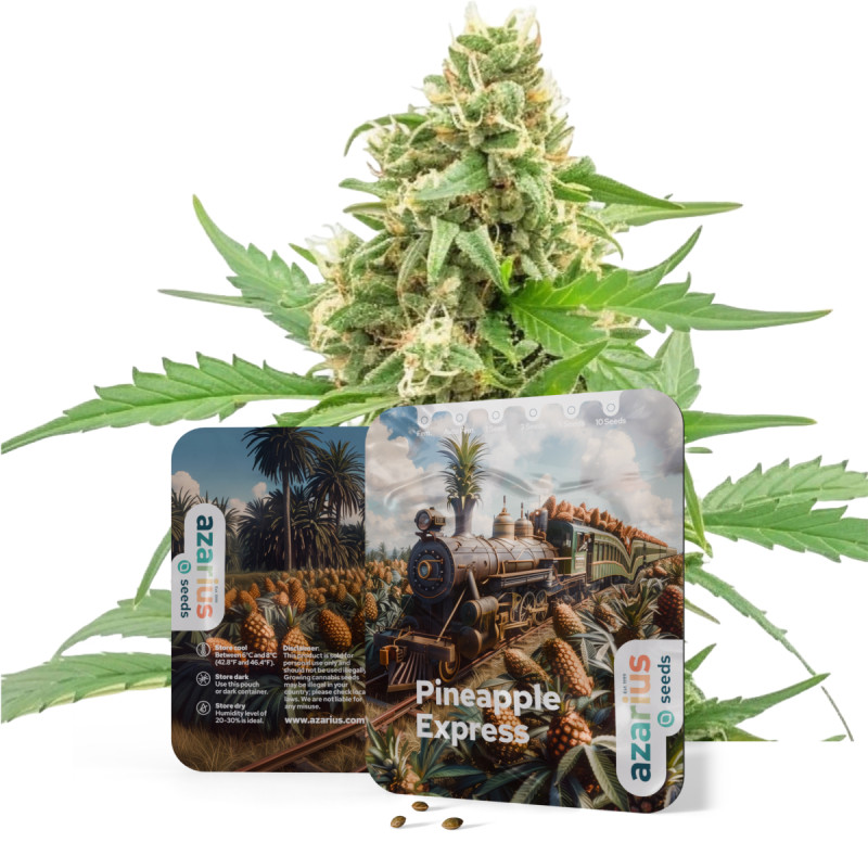 Pineapple Express Auto Pineapple Express Auto