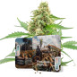 Pineapple Express Auto Pineapple Express Auto