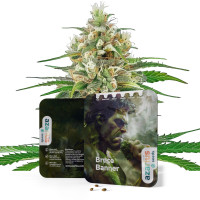 Free Autoflowering Seeds