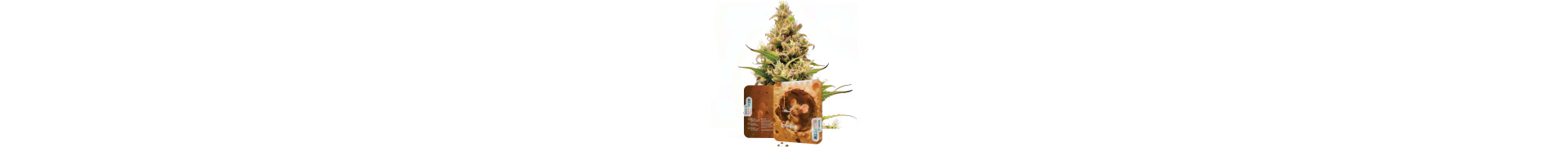 Buy the Best Cheese Cannabis Seeds Online